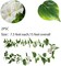 Artificial Vines for Decoration with Flowers 2 Pcs Hanging Plants Silk Garland White Morning Glory Vine Artificial Plants Outdoors 15Feet Fake Vine Plants for Wedding Indoor Wall Fence Baskets
